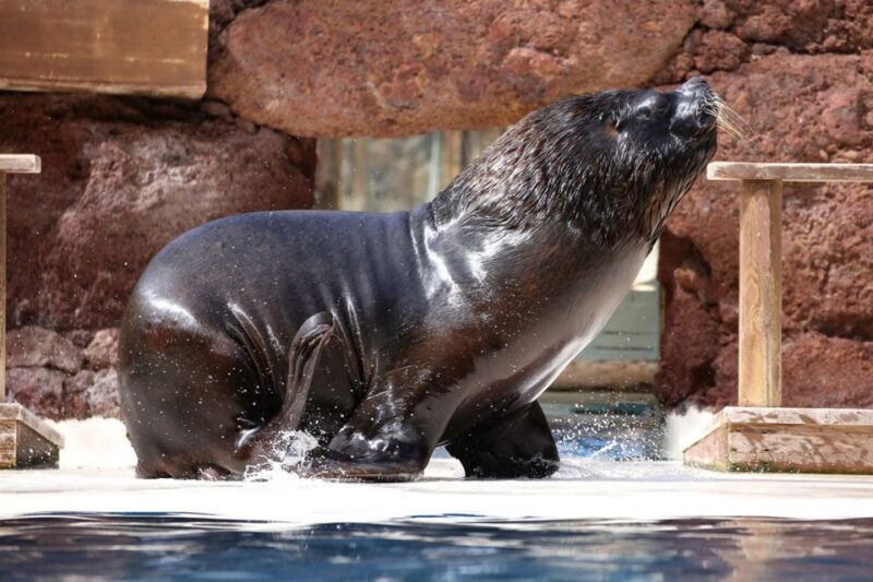 Fuerteventura: Oasis Wildlife Entry Ticket - Botanical Gardens: A Quiet Oasis