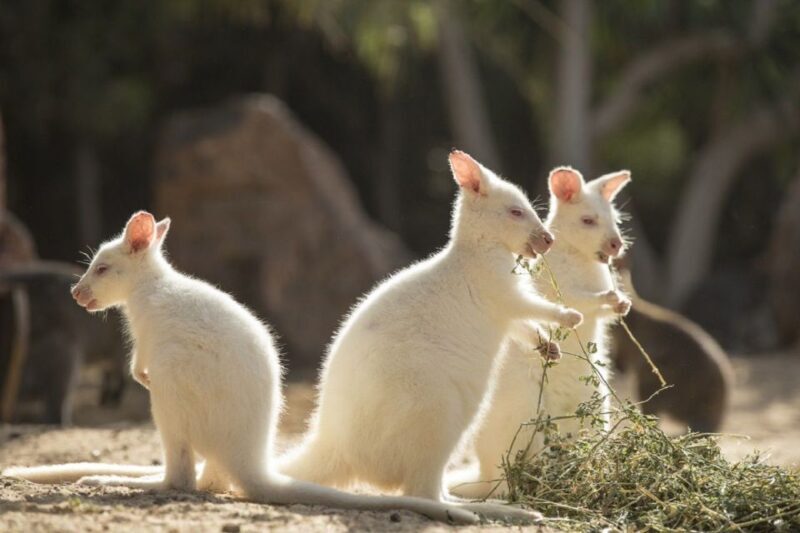 Fuerteventura: Oasis Wildlife Entry Ticket - Food and Rest Areas