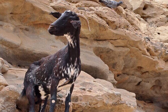 Fuerteventura: PRIVATE ISLAND grand TOUR. - Who Is This Tour Best For?