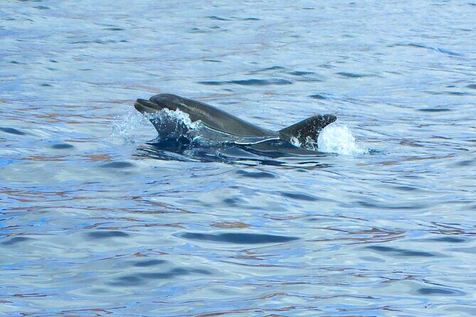 Fuerteventura Sailing Trip from Morro Jable - The Sum Up