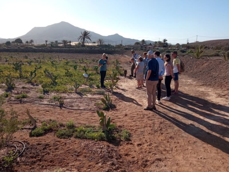 Fuerteventura: Tapas and Local Life Guided Tour - A Closer Look at the Fuerteventura Tapas and Local Life Tour