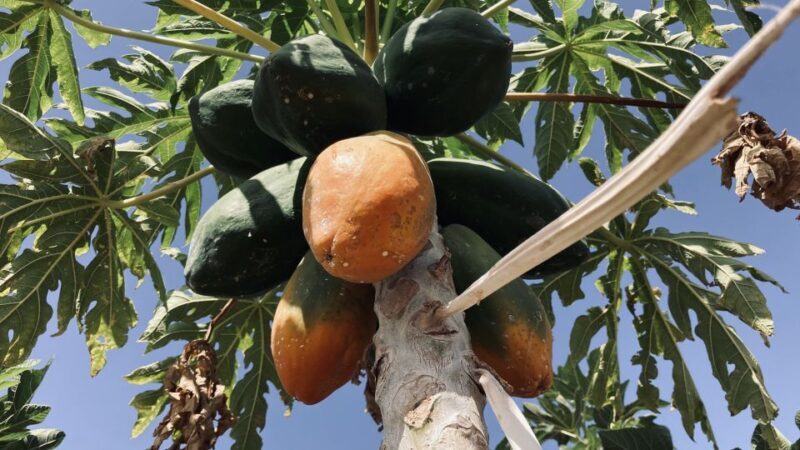 Fuerteventura: Tapas and Local Life Guided Tour - FAQs