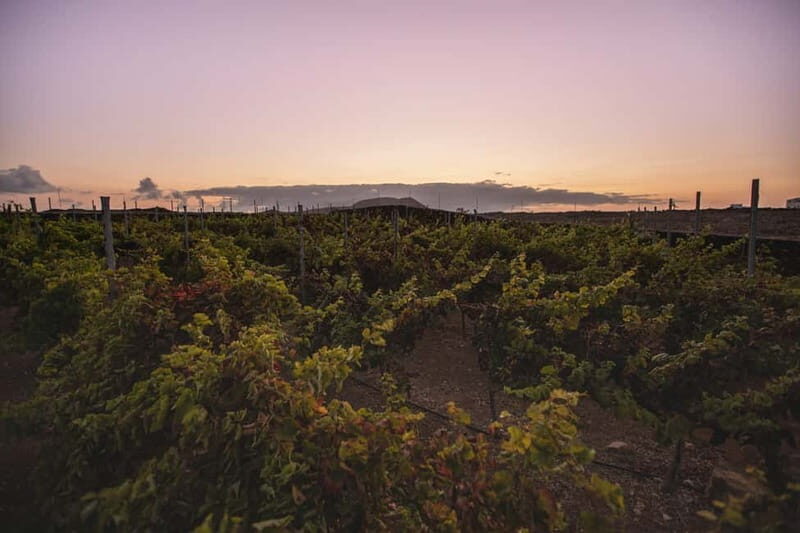 Fuerteventura: Tour & tasting at Conatvs Winery - Key Points