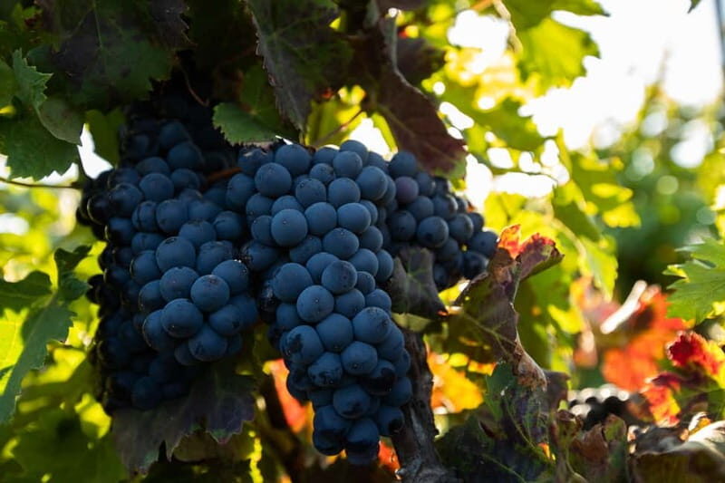 Fuerteventura: Tour & tasting at Conatvs Winery - A Detailed Look at the Experience