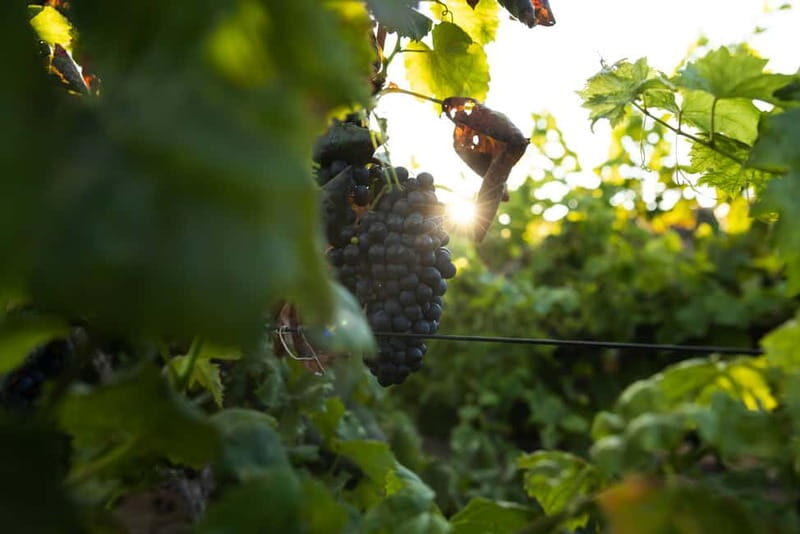 Fuerteventura: Tour & tasting at Conatvs Winery - FAQs