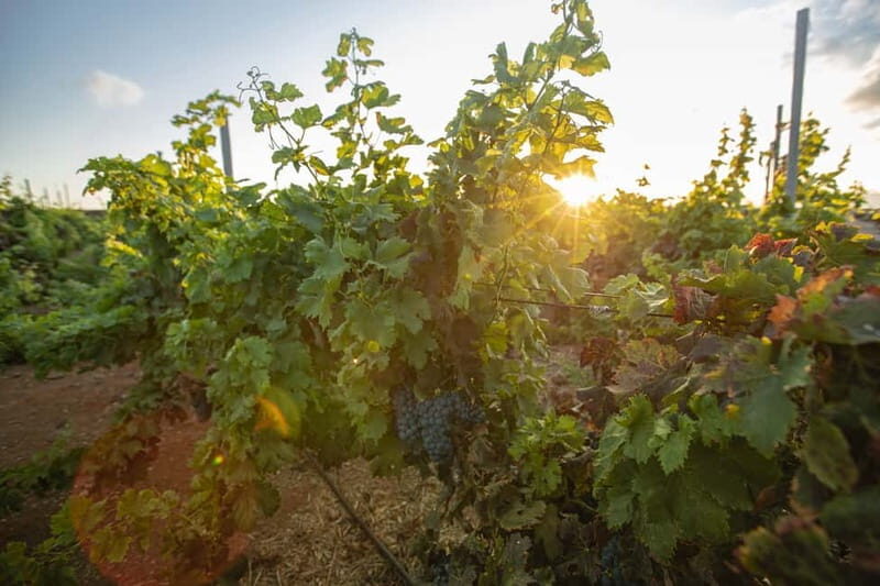 Fuerteventura: Tour & tasting at Conatvs Winery - Final Thoughts