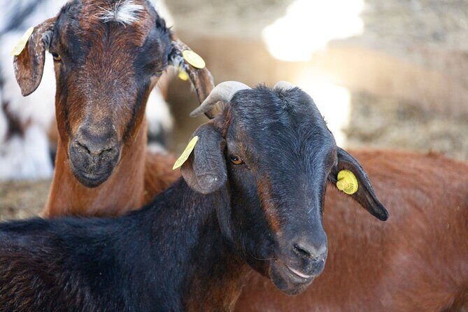 Fuerteventura Villages Caves and Farm Tour with Lunch from South - FAQ