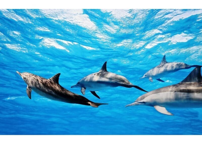 Fuerteventura: Whale & Dolphin Watching Boat Tour with Guide - Key Points