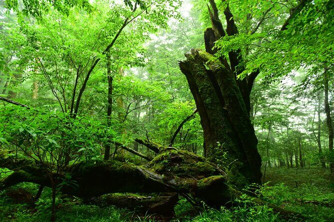 Fuji Forest Hiking 4 hr Tour with a Nature Guide with Transfer - Fuji Forest Hiking 4 hr Tour with a Nature Guide with Transfer — An Authentic Nature Escape