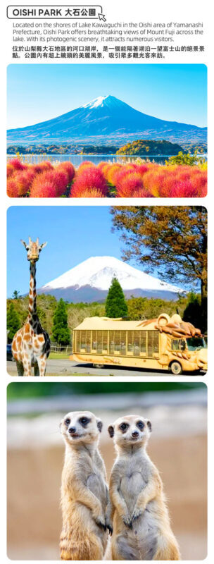 Fuji Safari Park, Oshino Hakkai, and Lake Kawaguchiko Oishi Park Flower Viewing Day Trip for Families (Round Trip from Tokyo Shinjuku) - Oshino Hakkai: springs, bridges and a slower pace