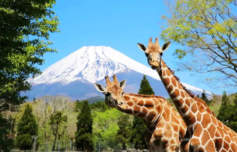 Fuji Safari Park, Oshino Hakkai, and Lake Kawaguchiko Oishi Park Flower Viewing Day Trip for Families (Round Trip from Tokyo Shinjuku) - Oishi Park: flower color with Mount Fuji beyond the lake