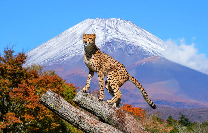 Fuji Safari Park, Oshino Hakkai, and Lake Kawaguchiko Oishi Park Flower Viewing Day Trip for Families (Round Trip from Tokyo Shinjuku) - What the price covers, and what it doesn’t