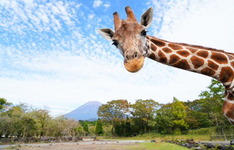 Fuji Safari Park, Oshino Hakkai, and Lake Kawaguchiko Oishi Park Flower Viewing Day Trip for Families (Round Trip from Tokyo Shinjuku) - Practical details that can shape your day