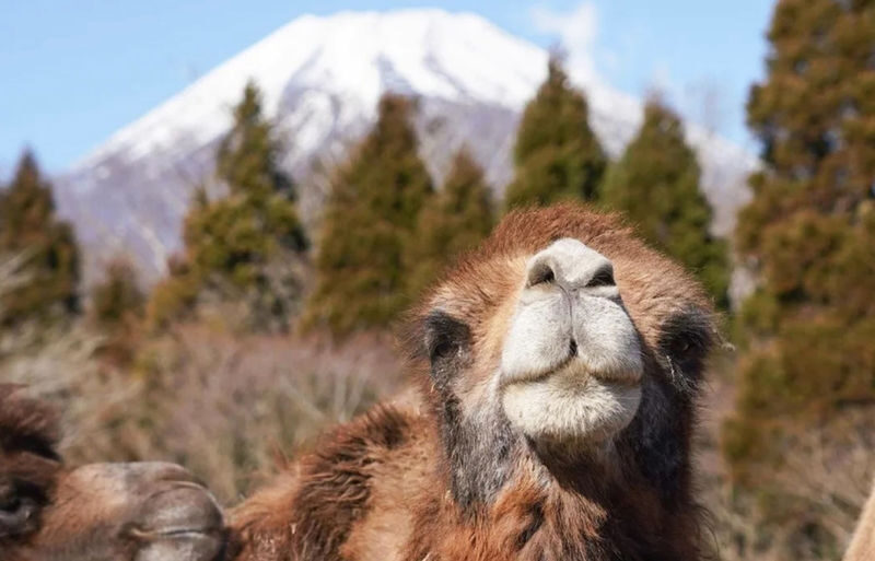 Fuji Safari Park, Oshino Hakkai, and Lake Kawaguchiko Oishi Park Flower Viewing Day Trip for Families (Round Trip from Tokyo Shinjuku) - Should you book it?