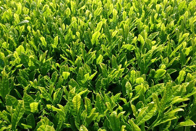 Fujikawachi Tea Fields Walking Tour and Learn Yamaguchi Tea - Practical Details & Tips