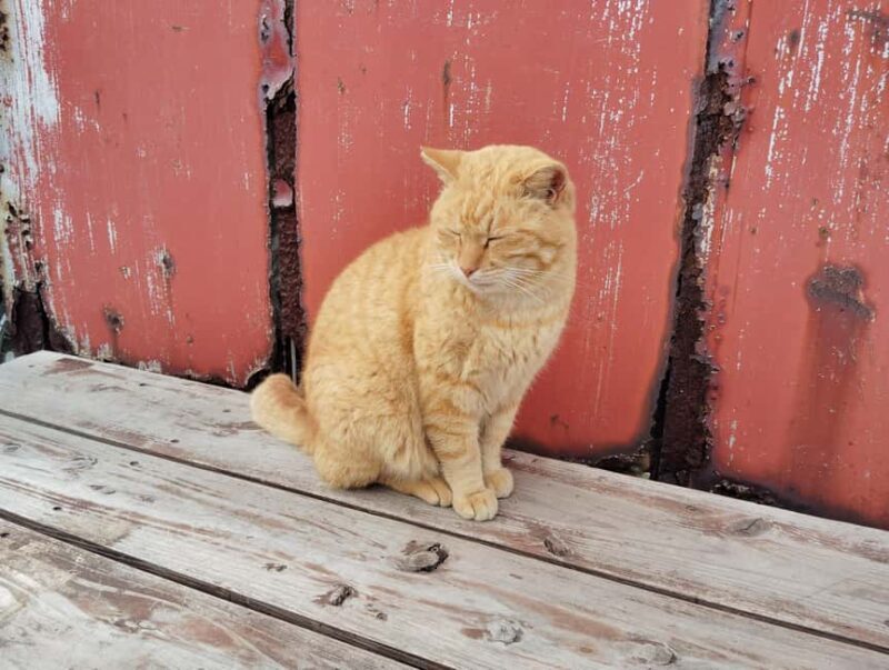 Fukuoka: Cat Island, Ainoshima Guided Tour with Ferry Ride - Final Thoughts