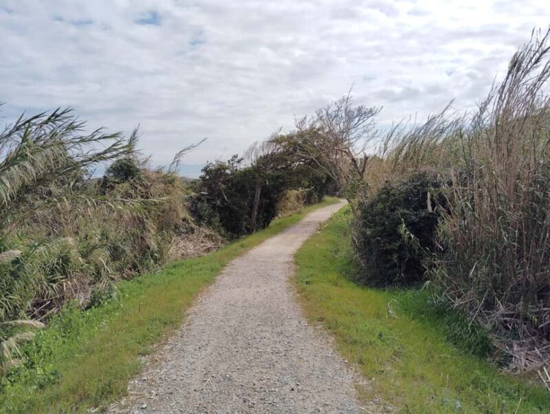 Fukuoka: Cats Island, Ainoshima Guided Tour from Hakata - Fukuoka: Cats Island, Ainoshima Guided Tour from Hakata