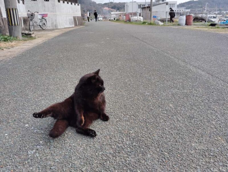 Fukuoka: Cats Island, Ainoshima Guided Tour from Hakata - The Value of This Tour