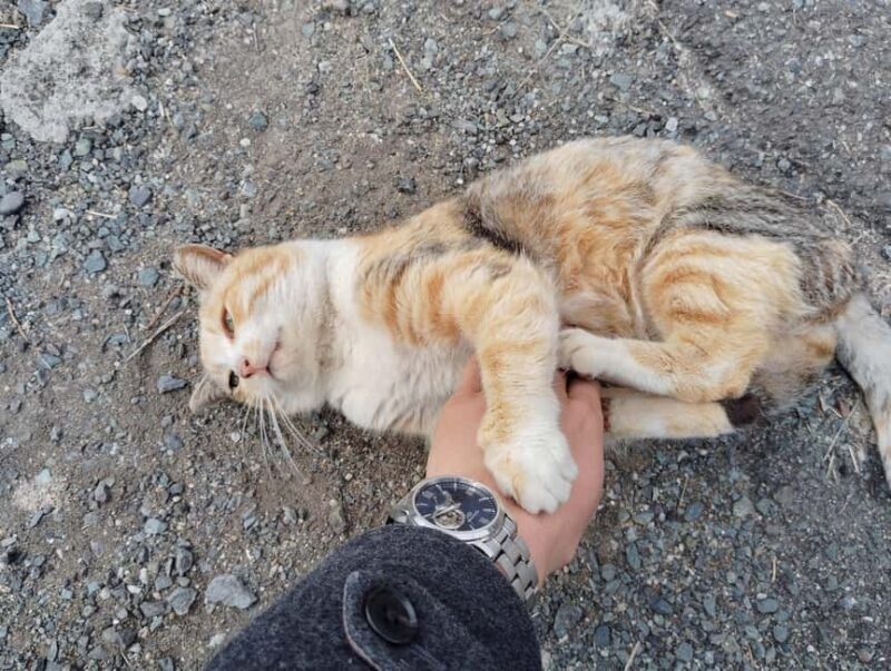 Fukuoka: Cats Island, Ainoshima Guided Tour from Hakata - FAQ