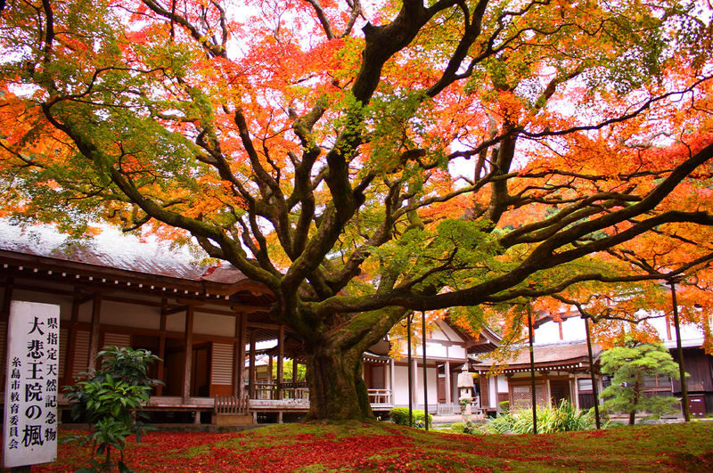 Fukuoka Day Trip: Shiraito Falls, Meoto Iwa, and Totoro Forest - Should you book this Itoshima day trip?
