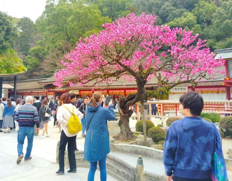 Fukuoka: Dazaifu Tenmangu 2-Hour Private Guide Tour - Practical Details and Value