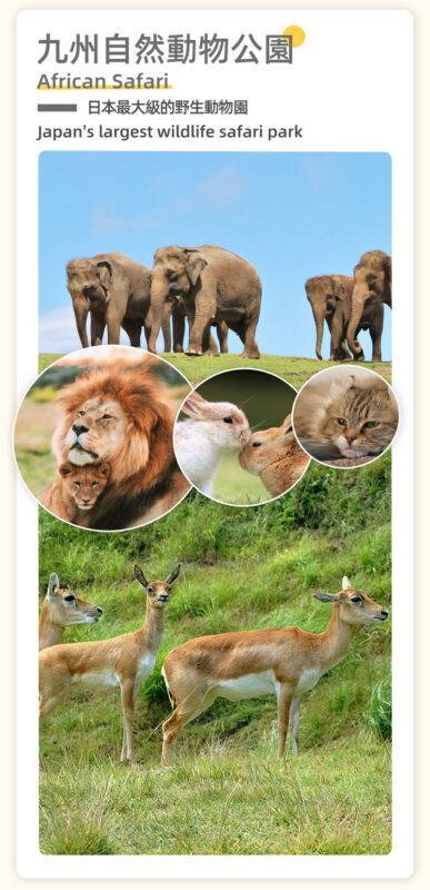 Fukuoka Full-Day Kyushu Natural Animal Park & Kinrin Lake Tour - Price, pace and what to confirm