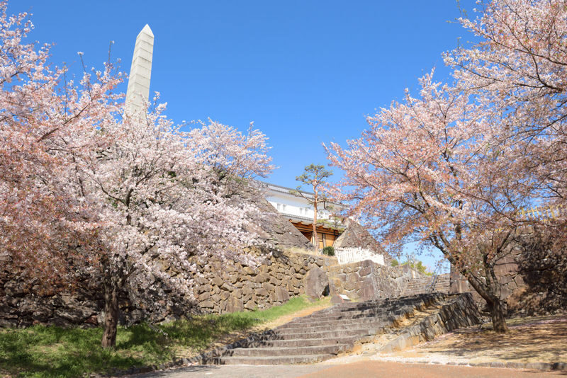 Fukuoka Iconic Cherry Blossom Spots Full-Day Tour - At a glance