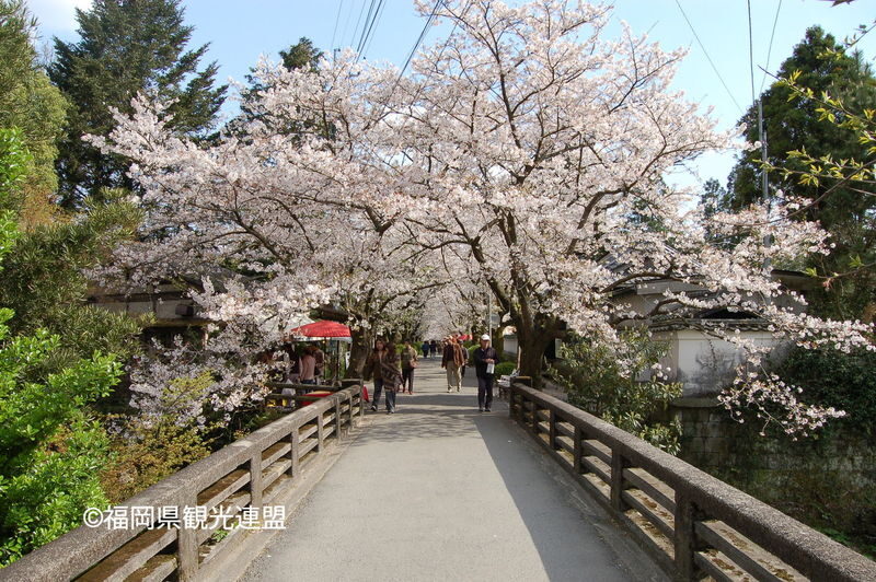 Fukuoka Iconic Cherry Blossom Spots Full-Day Tour - The guide can make a packed route easier