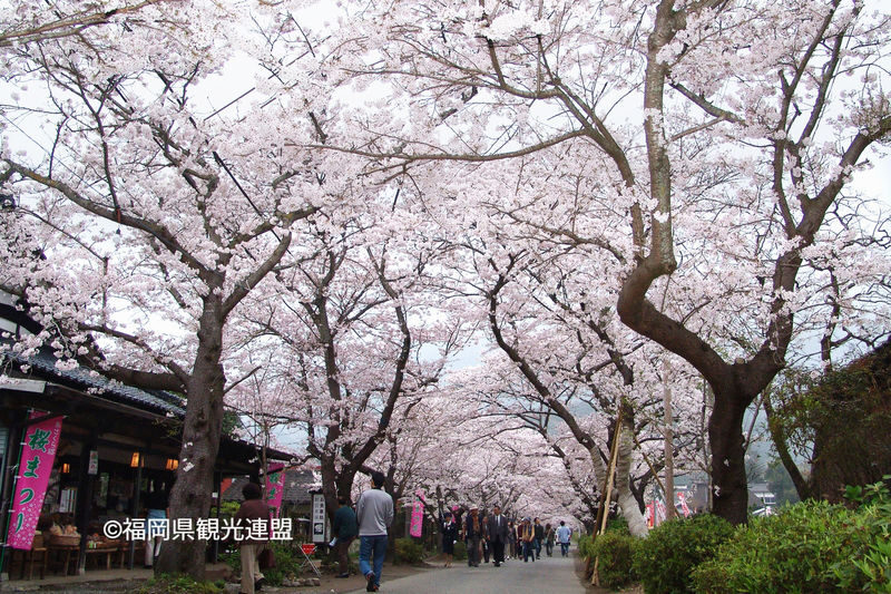 Fukuoka Iconic Cherry Blossom Spots Full-Day Tour - Photos, questions, and group dynamics