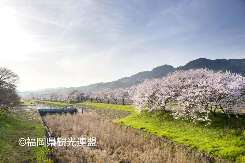 Fukuoka Iconic Cherry Blossom Spots Full-Day Tour - Is $56.75 good value?