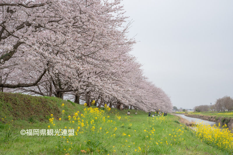 Fukuoka Iconic Cherry Blossom Spots Full-Day Tour - Bloom timing is the biggest uncertainty