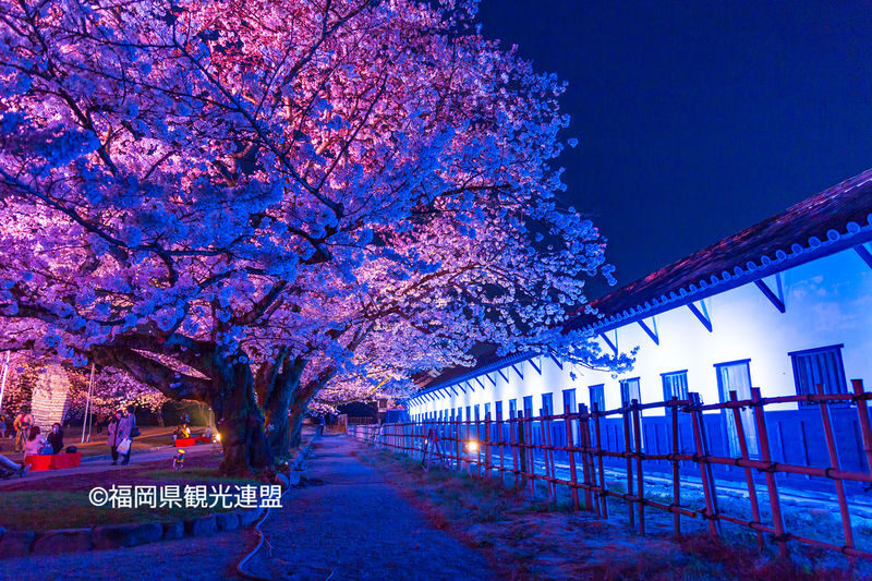 Fukuoka Iconic Cherry Blossom Spots Full-Day Tour - Who should choose this tour