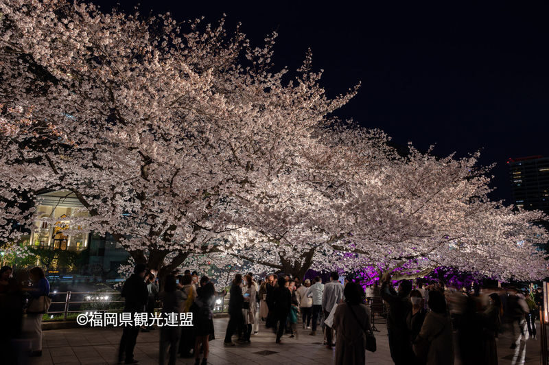 Fukuoka Iconic Cherry Blossom Spots Full-Day Tour - Booking and cancellation notes
