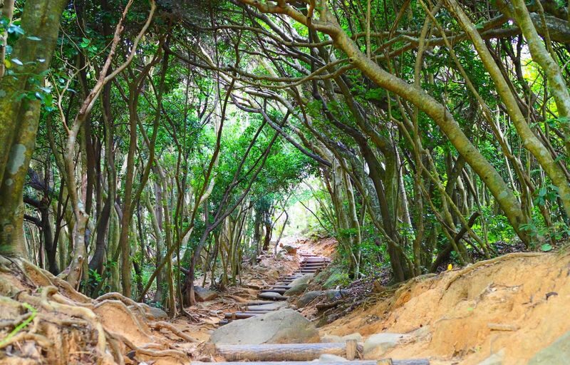 Fukuoka Itoshima Day Trip, Japan | Shiraito Falls, Ichiran Forest, Totoro Forest, and Instagram-worthy Spots (Chinese/English/Cantonese Guide) - Raizan Sennyo-ji: old trees and autumn colour