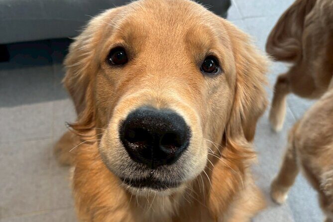 Fukuoka Photo Activity Experience with Large Dogs - Fukuoka Photo Activity Experience with Large Dogs: A Genuine Encounter with Golden Retrievers