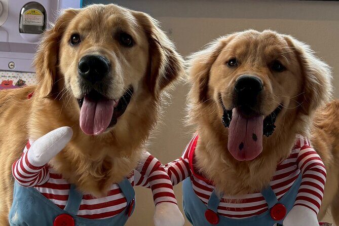 Fukuoka Photo Activity Experience with Large Dogs - Key Points: Why You’ll Love This Experience