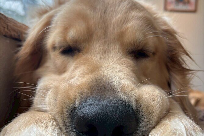 Fukuoka Photo Activity Experience with Large Dogs - Who Would Love This Experience?