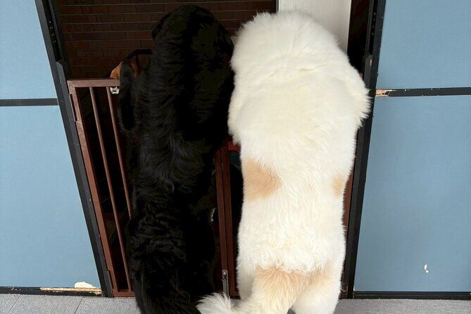 Fukuoka Photo Activity Experience with Large Dogs - Final Thoughts