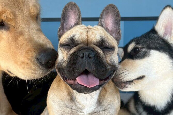 Fukuoka Photo Activity Experience with Large Dogs - FAQs