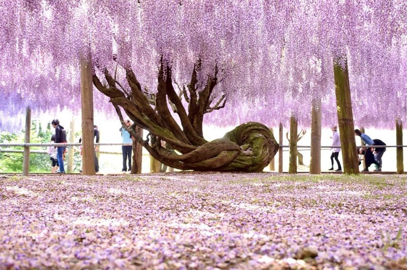 Fukuoka private car charter service: Mojiko, Karato Market, Kokura Castle, Miyajidake Shrine, Munakata Taisha, Kawachi Wisteria Garden, Sarakurayama night view, etc. - Driver service and practical comfort