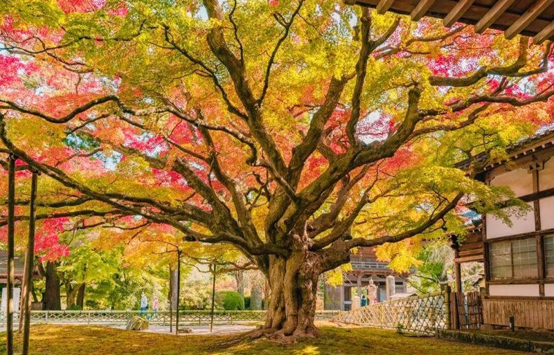 Fukuoka Shiraito Falls & Itoshima Scenic Spots Full-Day Tour - Timing and transport: useful details to confirm