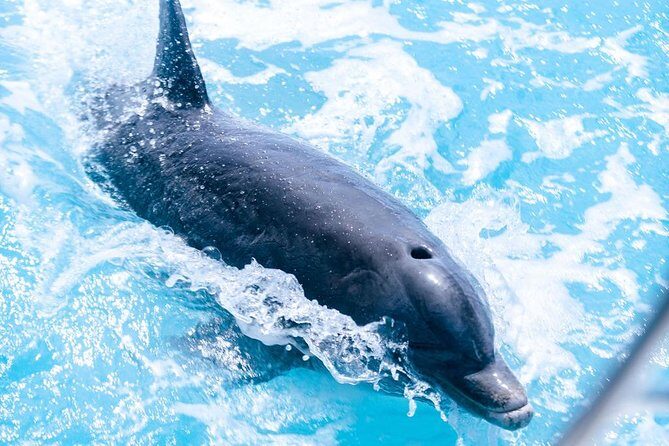 Full day 7hours- beach bbq, snorkel, Iguana island, half moon bay pine cay, Fun! - An In-Depth Look at the Experience