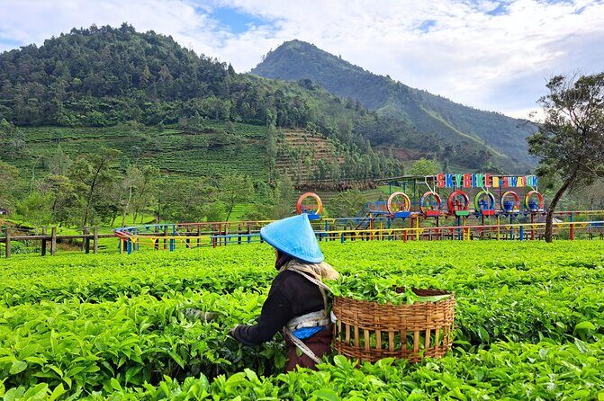 Full-Day Adventure: Green Tea Garden & the Mystical Dieng Plateau - Who Should Consider This Tour?
