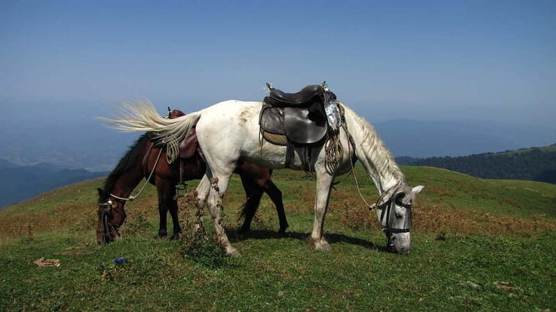 Full Day Adventure in Borjomi! - Key Points