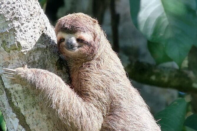 Full-Day Adventure in Corcovado National Park from Drake Bay - The Sum Up