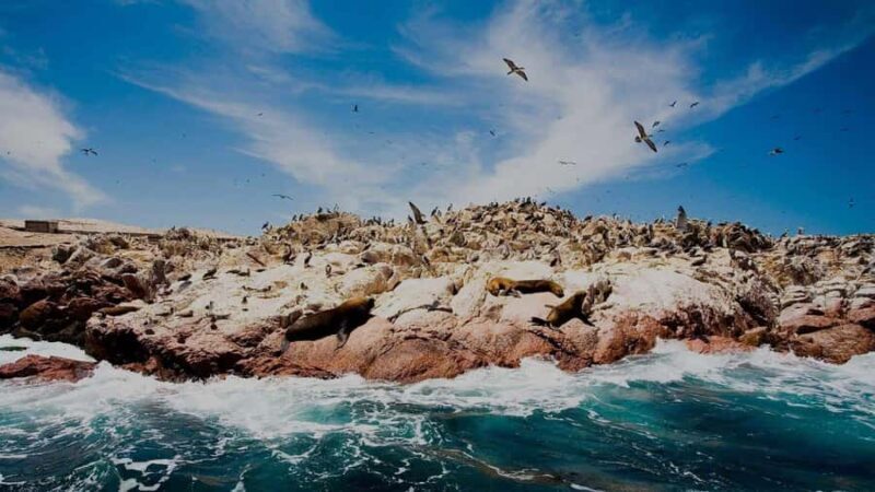 Full Day at Ballestas Islands & Paracas Reserve - Who Should Consider This Tour?