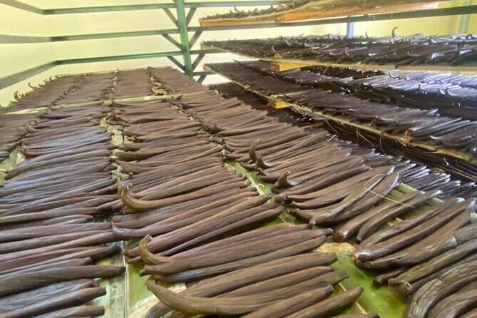 Full day at Hacienda cacaoymango and vanilla greenhouse. - A Full Day Exploring Ecuador’s Cacao, Vanilla, and Tropical Fruits