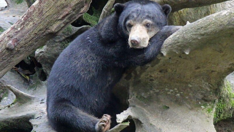 Full Day At Sepilok Orangutan, Sun Bear & Sandakan City Tour - Full Day At Sepilok Orangutan, Sun Bear & Sandakan City Tour