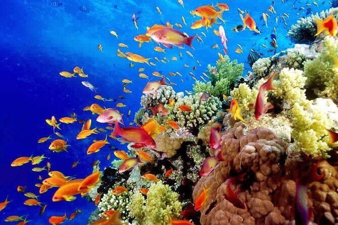 Full-Day ATV + 4 Ziplines + Cenote Swim + Yalkú Snorkeling - A Deep Dive into the Tulum Adventure