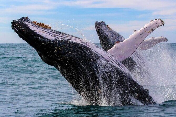 Full Day Bacardi Whale Watching - End Season March 30th - Key Points